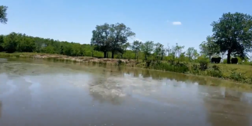 A serene pond surrounded by trees and grassy land, with two cows grazing in the background under a clear blue sky.