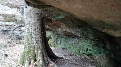 A large tree grows beside a rocky overhang in a wooded area, with moss and fallen leaves on the ground.