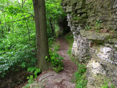 A narrow path winds through lush greenery beside a rocky cliff and a tall tree.