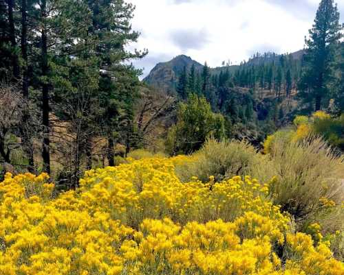 A vibrant field of yellow flowers in a forested landscape, with mountains and trees in the background under a cloudy sky.