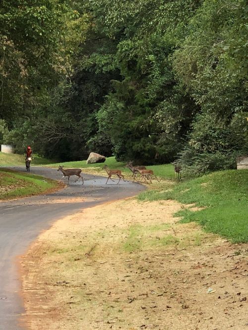A person rides a bike on a path as a group of deer crosses in front of them in a wooded area.