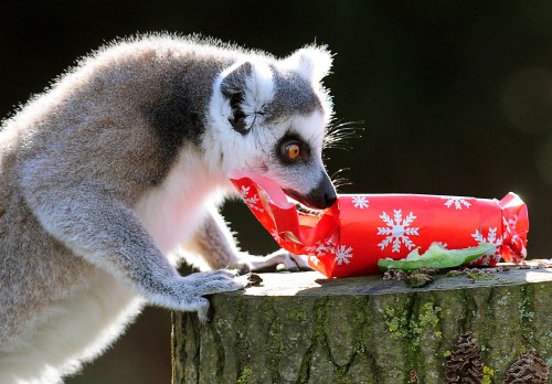 A lemur curiously examines a brightly wrapped Christmas gift on a wooden stump.