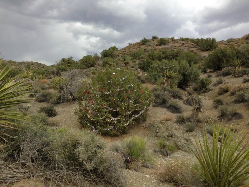 A decorated tree stands in a desert landscape, surrounded by shrubs and mountains under a cloudy sky.