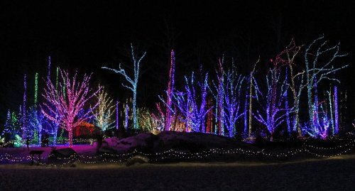 Colorful trees illuminated with vibrant lights in a winter landscape at night.