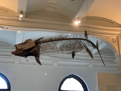 A large fish skeleton suspended from the ceiling in a museum, showcasing its elongated bones and fins.