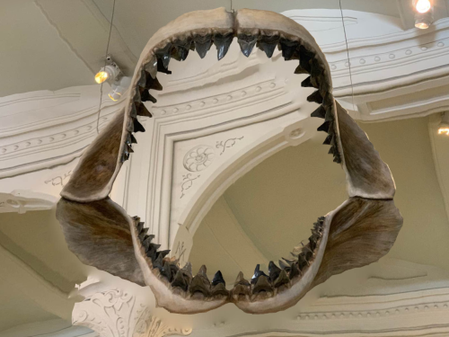 A large shark jaw hanging from the ceiling, showcasing its impressive rows of teeth against an ornate background.
