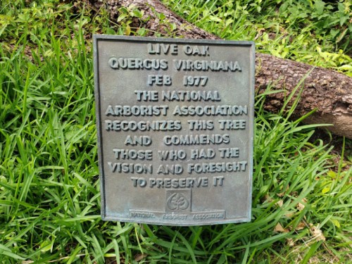 Plaque honoring a live oak tree, recognizing its preservation by the National Arborist Association, dated February 1977.