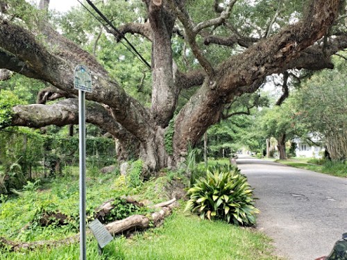 A large, gnarled tree stands beside a quiet road, with a sign nearby and lush greenery surrounding the area.