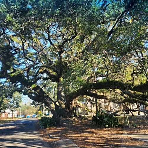 A scenic view of a tree-lined street with large, sprawling oak trees and fallen leaves on the ground.