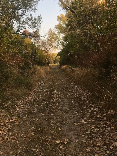 A serene dirt path lined with trees and fallen leaves, surrounded by autumn foliage.