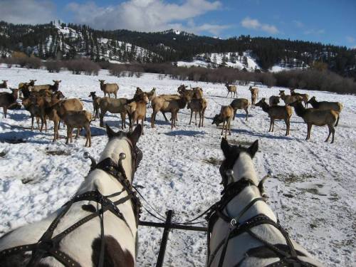 Two horses in harness facing a snowy landscape with a herd of elk in the background under a blue sky.