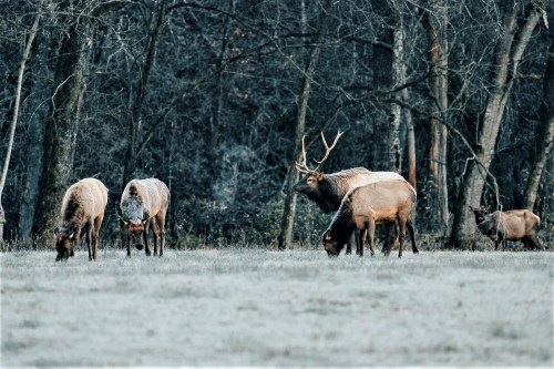 A group of elk grazing in a frosty field, surrounded by trees in a serene, wintry landscape.