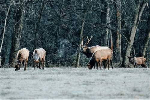 A group of elk grazing in a frosty field, surrounded by trees in a serene, wintry landscape.