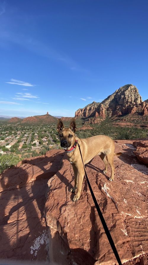 A dog stands on a rocky ledge with a scenic view of red rock formations and a valley below.