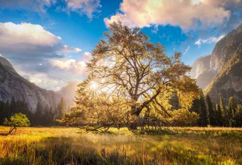 A majestic tree stands in a sunlit meadow, surrounded by mountains and vibrant clouds under a blue sky.