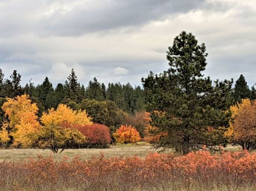 A vibrant landscape featuring trees in shades of orange, yellow, and green against a cloudy sky.