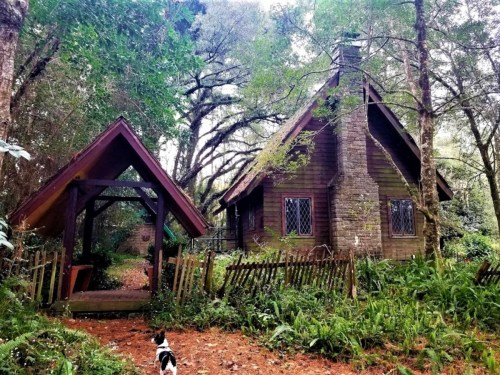 A charming wooden cabin surrounded by lush greenery, with a dog standing in front on a path covered in pine needles.