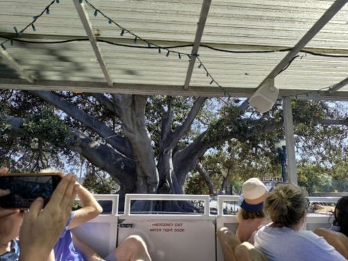 A view from inside a boat showing a large tree outside, with people seated and holding a phone to take a picture.