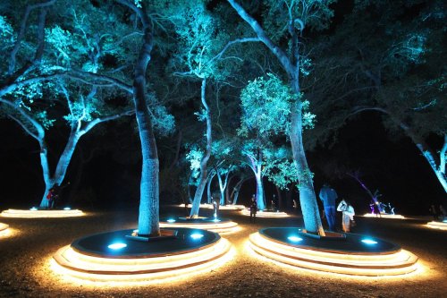Illuminated trees at night, surrounded by glowing circular platforms, creating a magical outdoor atmosphere.