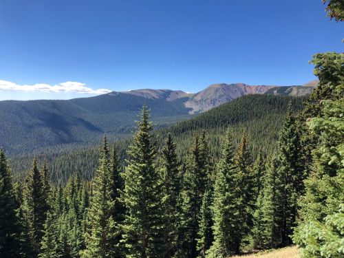 A panoramic view of a lush green forest with mountains in the background under a clear blue sky.