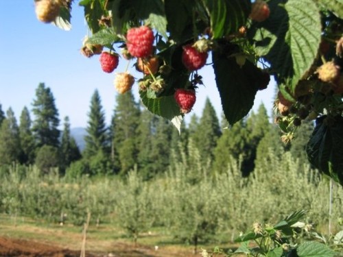 Ripe raspberries hanging from a bush, with a lush green orchard and trees in the background under a clear blue sky.