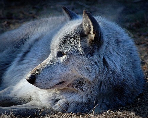 A close-up of a gray wolf resting on the ground, showcasing its thick fur and attentive expression.