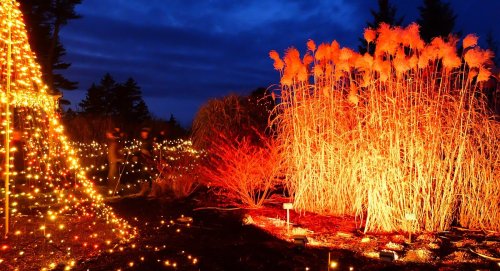 A garden illuminated with warm lights at dusk, featuring glowing plants and a decorated tree in the background.