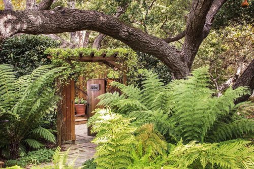 A lush garden entrance framed by ferns and a wooden archway, inviting exploration into a serene outdoor space.