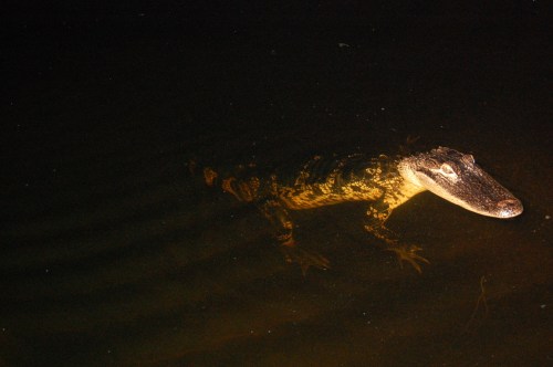 A crocodile swimming in dark water, partially submerged with ripples around it.