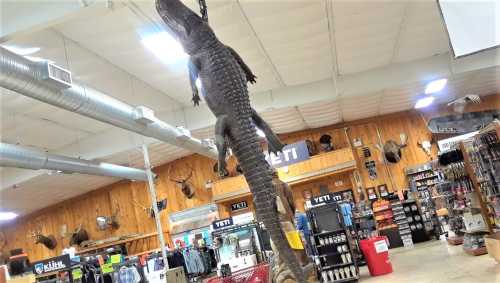 A large alligator hangs from the ceiling of a sporting goods store, surrounded by various outdoor gear and decor.