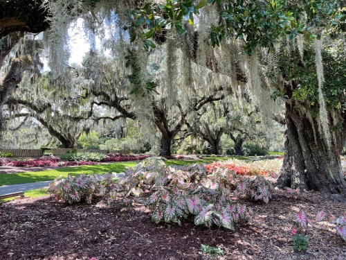 A lush garden scene with moss-draped trees and colorful flowering plants under bright sunlight.
