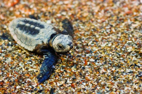 A small sea turtle crawls across a sandy beach, surrounded by colorful grains of sand.