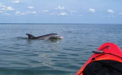 A dolphin swims near a red kayak in calm waters under a blue sky with scattered clouds.
