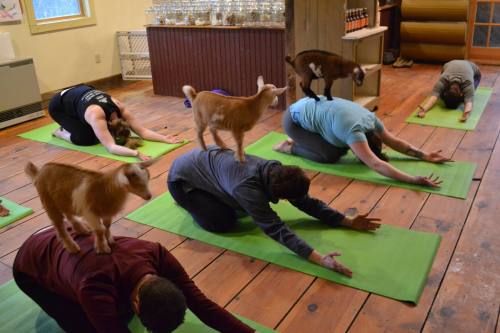 A group of people practicing yoga indoors, with goats playfully climbing on their backs.