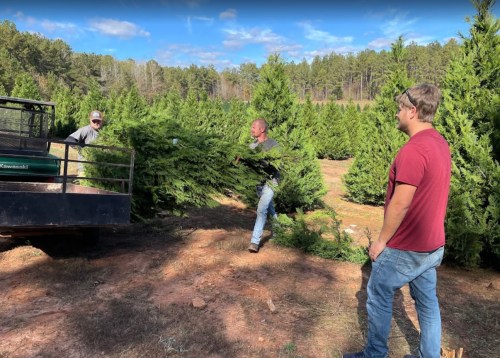 Three people are working together to load a large tree onto a trailer in a tree farm surrounded by pine trees.