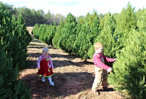 Two children explore a Christmas tree farm, surrounded by rows of green trees on a sunny day.