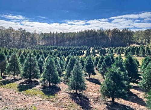 A vast field of evergreen trees under a blue sky, with a dense forest in the background.