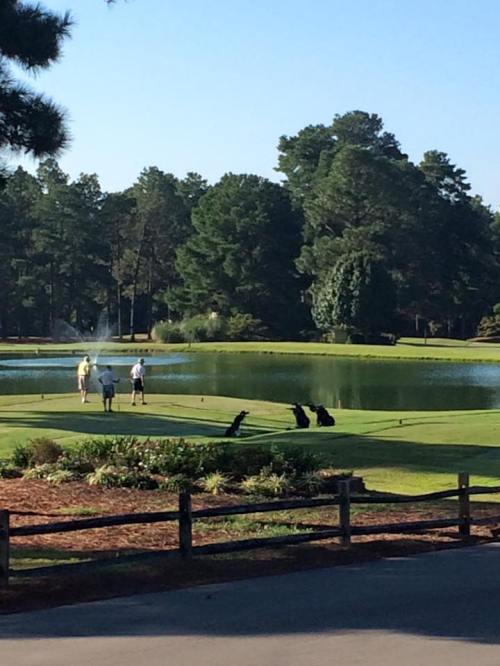 A scenic golf course with players on the green, surrounded by trees and a pond in the background.