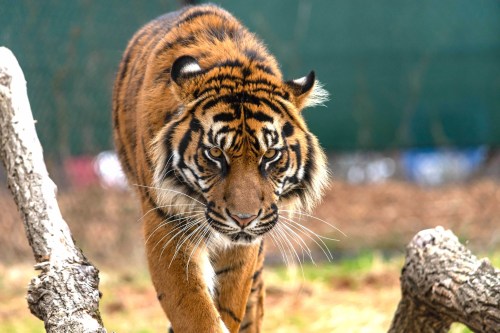 A close-up of a tiger walking through its habitat, showcasing its striking orange and black stripes.