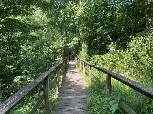 A wooden boardwalk winding through lush green foliage in a serene forest setting.