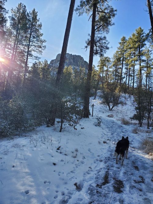 A snowy trail through tall pine trees, with a dog walking and a rocky mountain in the background under a clear blue sky.