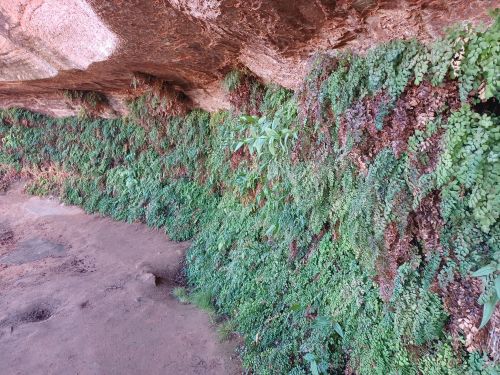 Lush green ferns and moss cover a rocky surface, creating a vibrant natural scene in a shaded area.