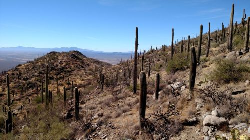 A desert landscape featuring tall cacti on a hillside, with mountains in the distance under a clear blue sky.