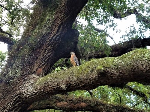 A hawk perched on a moss-covered tree branch, surrounded by lush green foliage.
