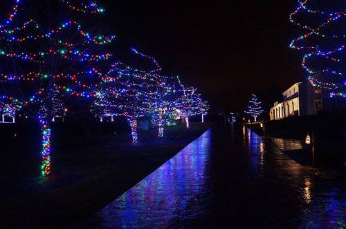 Colorful holiday lights adorn trees along a pathway, reflecting on a wet surface at night.