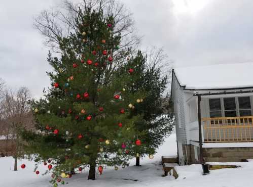 A decorated Christmas tree with colorful ornaments stands in the snow beside a white house on a cloudy day.