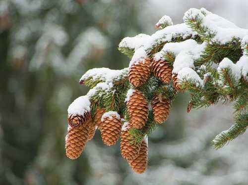 Snow-covered pine cones hang from a green branch, surrounded by a blurred winter landscape.