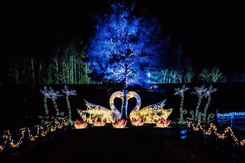 Illuminated swans and flowers surrounded by festive lights against a dark night sky.