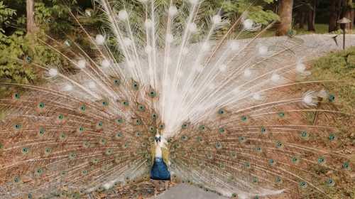 A vibrant peacock displaying its colorful feathers in a natural setting, surrounded by greenery.