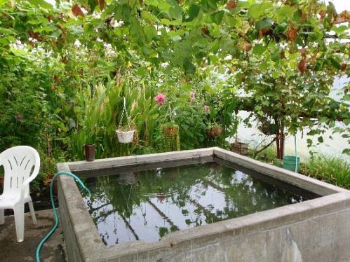 A concrete pond surrounded by lush greenery and hanging plants, with a white chair nearby.
